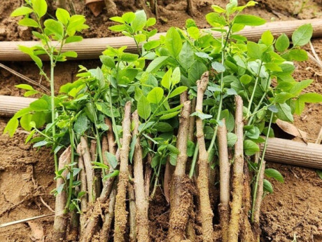 Loại rau chỉ trồng một lần ăn cả đời, sắt gấp 7 lần thịt bò, vừa mát vừa ngọt như hạt nêm trẻ thích mê