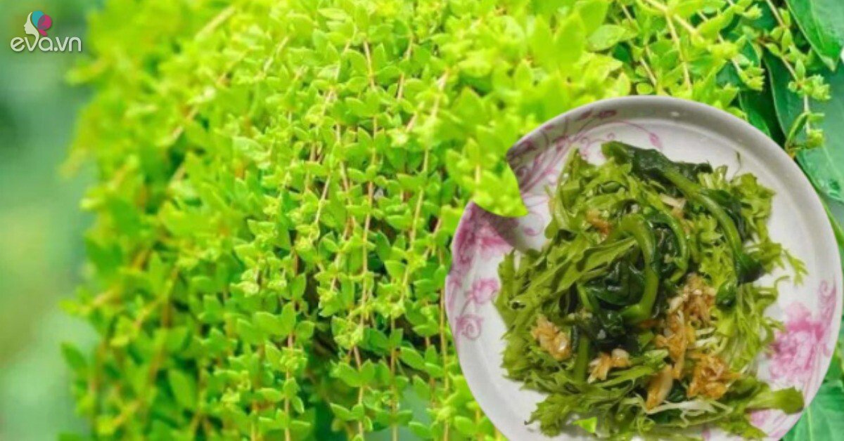 2 loại cây cảnh vừa đẹp vừa ăn được như rau, trồng ban công cực dễ ...