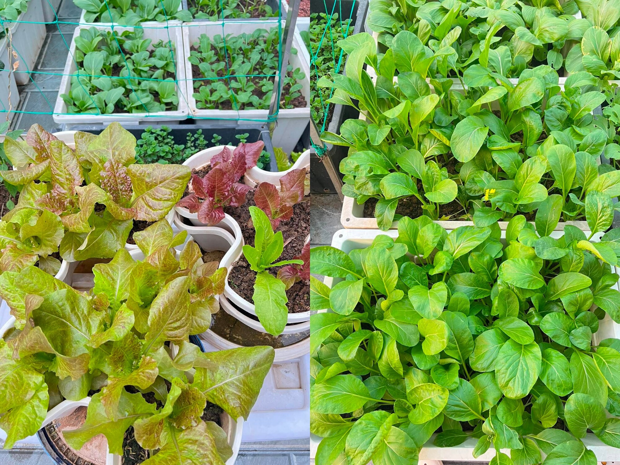 Mẹ đảm Bắc Ninh ban ngày làm nữ bác sĩ xinh đẹp, tối lên sân thượng làm nông dân, trồng khu vườn 50 triệu đẹp ngất ngây - 11