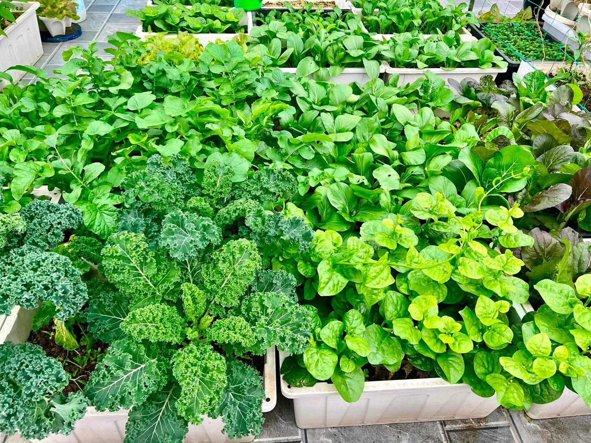 Mẹ đảm Bắc Ninh ban ngày làm nữ bác sĩ xinh đẹp, tối lên sân thượng làm nông dân, trồng khu vườn 50 triệu đẹp ngất ngây - 14