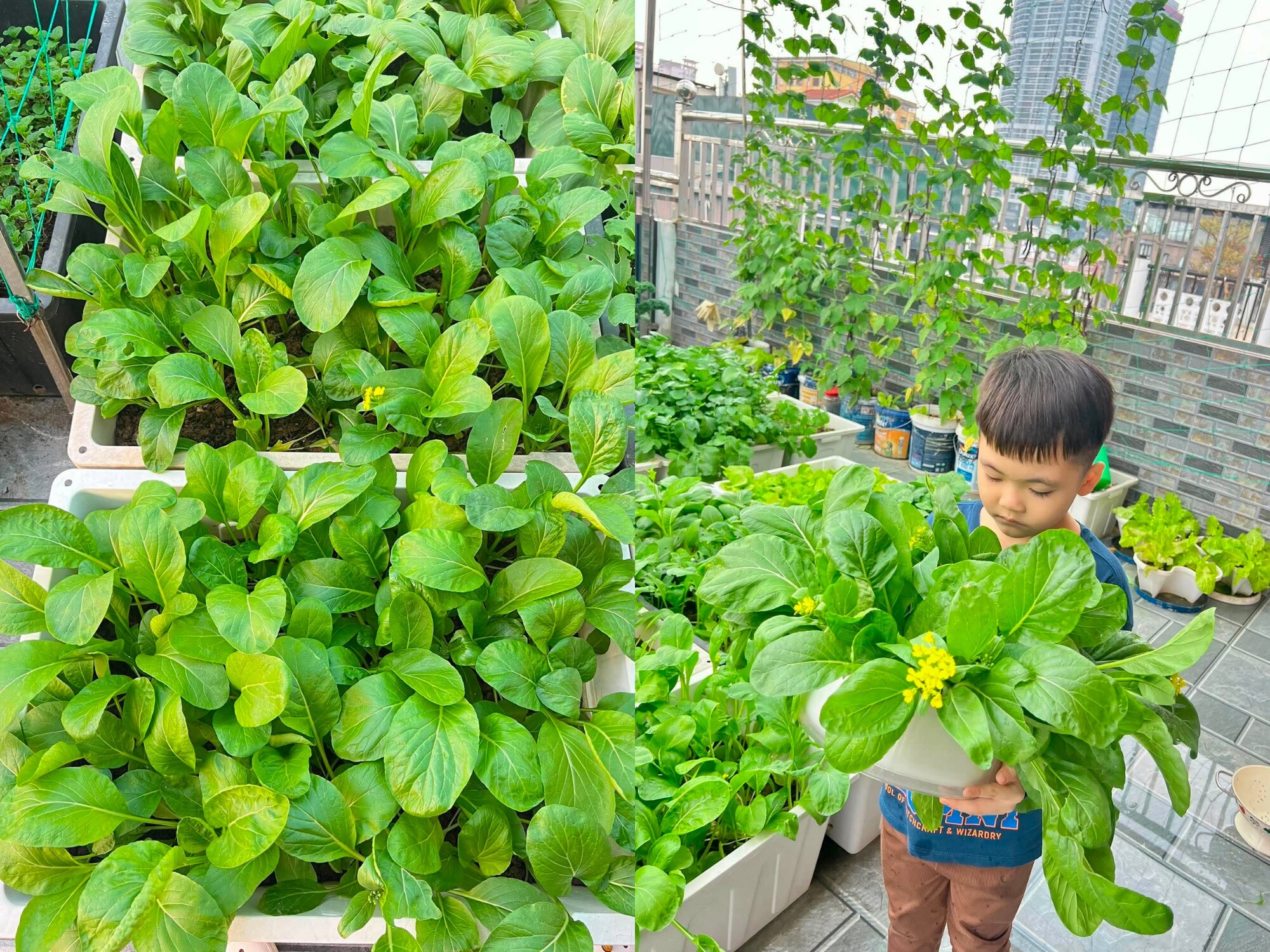 Mẹ đảm Bắc Ninh ban ngày làm nữ bác sĩ xinh đẹp, tối lên sân thượng làm nông dân, trồng khu vườn 50 triệu đẹp ngất ngây - 12