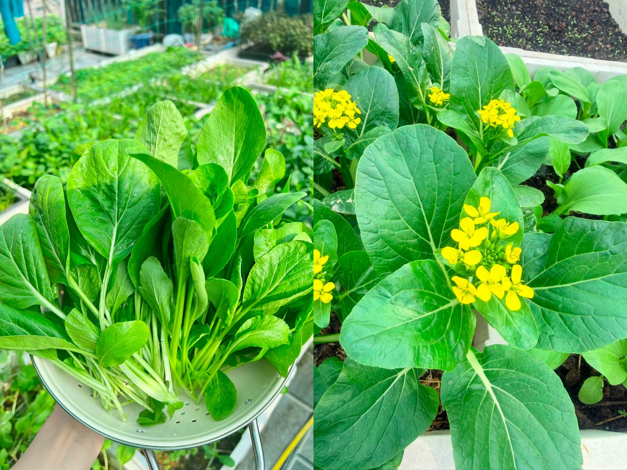 Mẹ đảm Bắc Ninh ban ngày làm nữ bác sĩ xinh đẹp, tối lên sân thượng làm nông dân, trồng khu vườn 50 triệu đẹp ngất ngây - 17