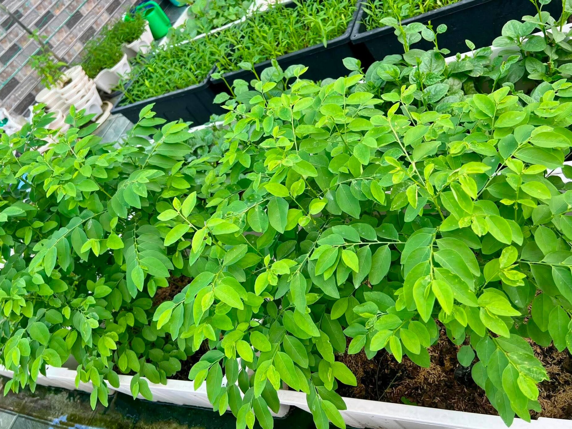 Mẹ đảm Bắc Ninh ban ngày làm nữ bác sĩ xinh đẹp, tối lên sân thượng làm nông dân, trồng khu vườn 50 triệu đẹp ngất ngây - 4