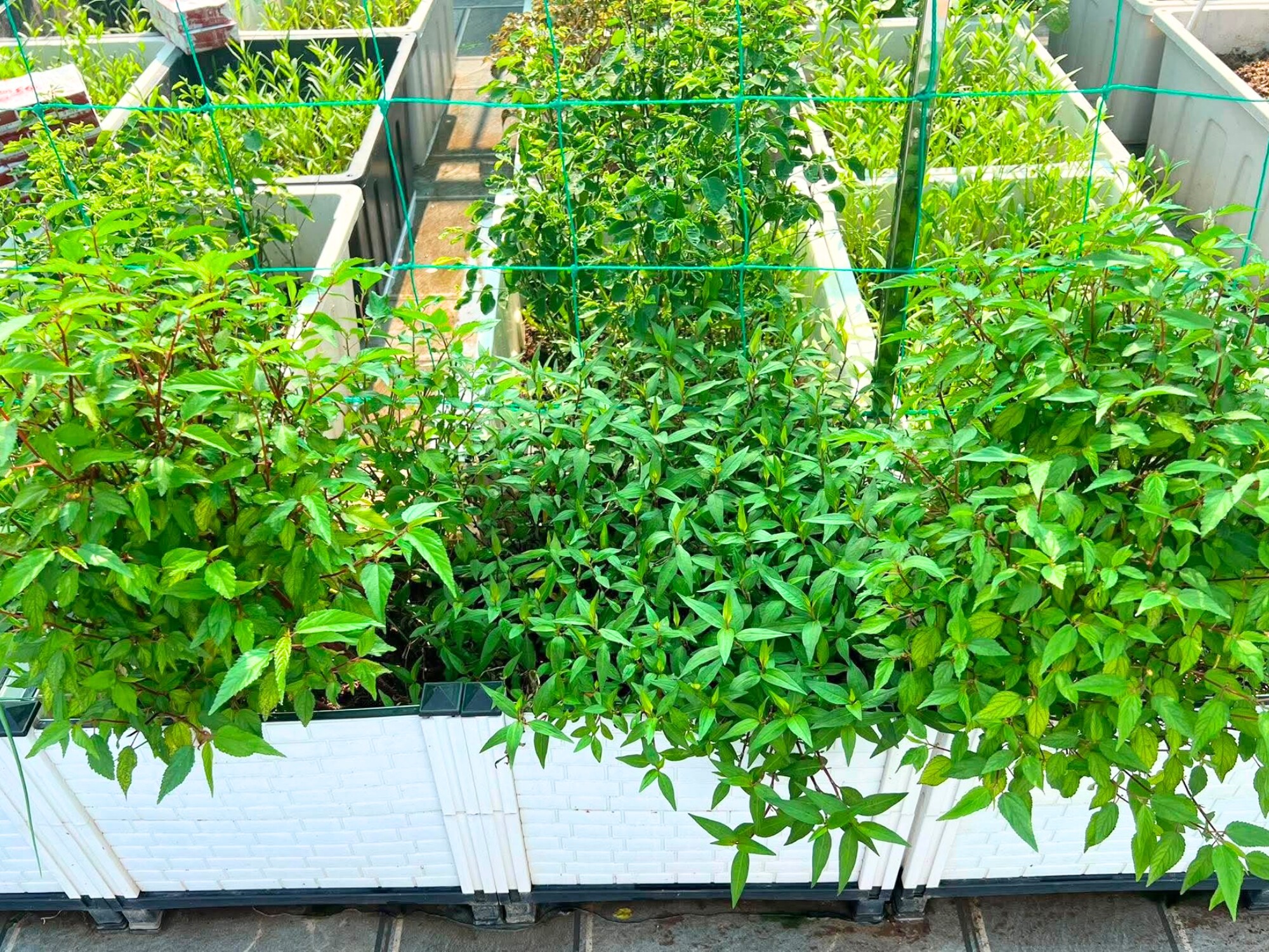 Mẹ đảm Bắc Ninh ban ngày làm nữ bác sĩ xinh đẹp, tối lên sân thượng làm nông dân, trồng khu vườn 50 triệu đẹp ngất ngây - 5