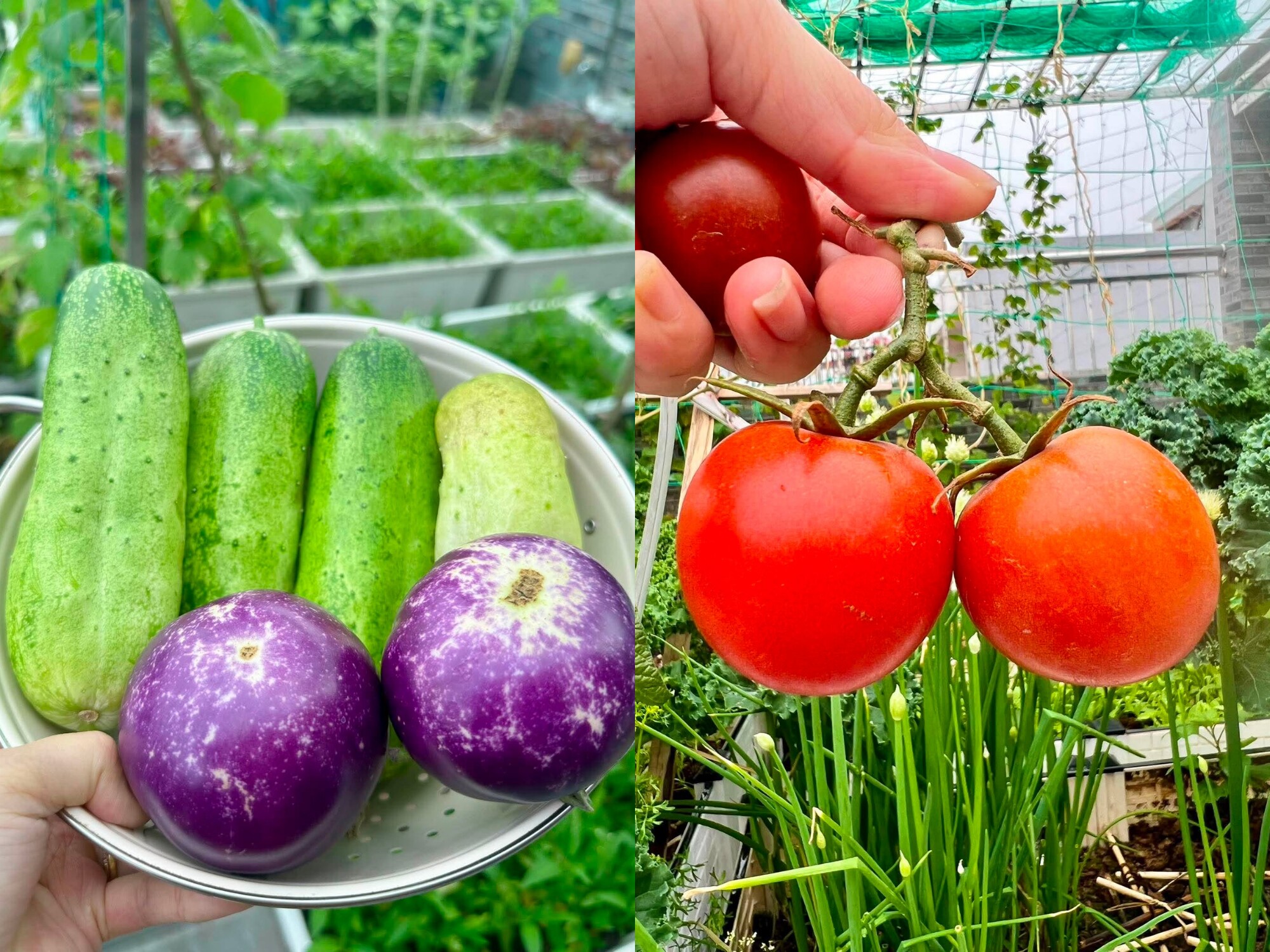 Mẹ đảm Bắc Ninh ban ngày làm nữ bác sĩ xinh đẹp, tối lên sân thượng làm nông dân, trồng khu vườn 50 triệu đẹp ngất ngây - 7