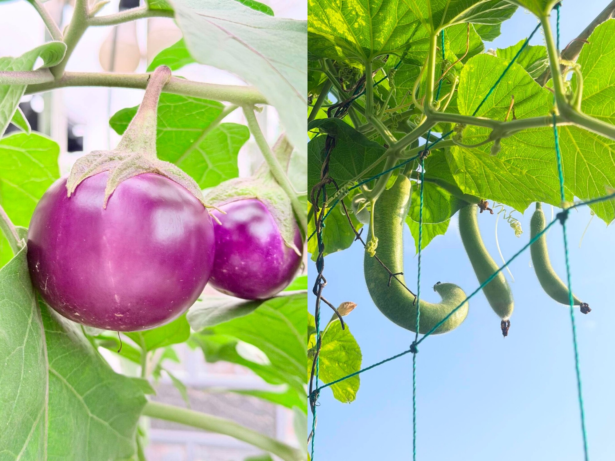 Mẹ đảm Bắc Ninh ban ngày làm nữ bác sĩ xinh đẹp, tối lên sân thượng làm nông dân, trồng khu vườn 50 triệu đẹp ngất ngây - 10