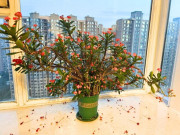 Nhà đẹp - 4 loại hoa người giàu thường né, người nghèo lại thích trồng: Có phải vì thế mà khó đổi vận?
