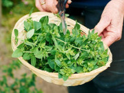 Nhà đẹp - Loại lá “2 trong 1” vừa làm rau vừa dùng làm thuốc, giá bán lên tới 1,2 triệu đồng/kg, trồng 3 tháng thu hoạch