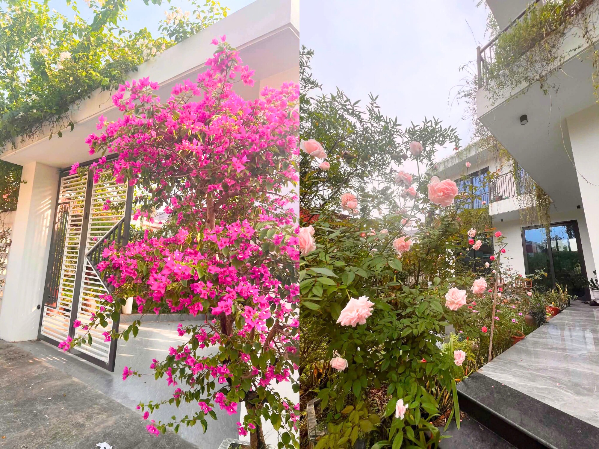 Modern garden villa