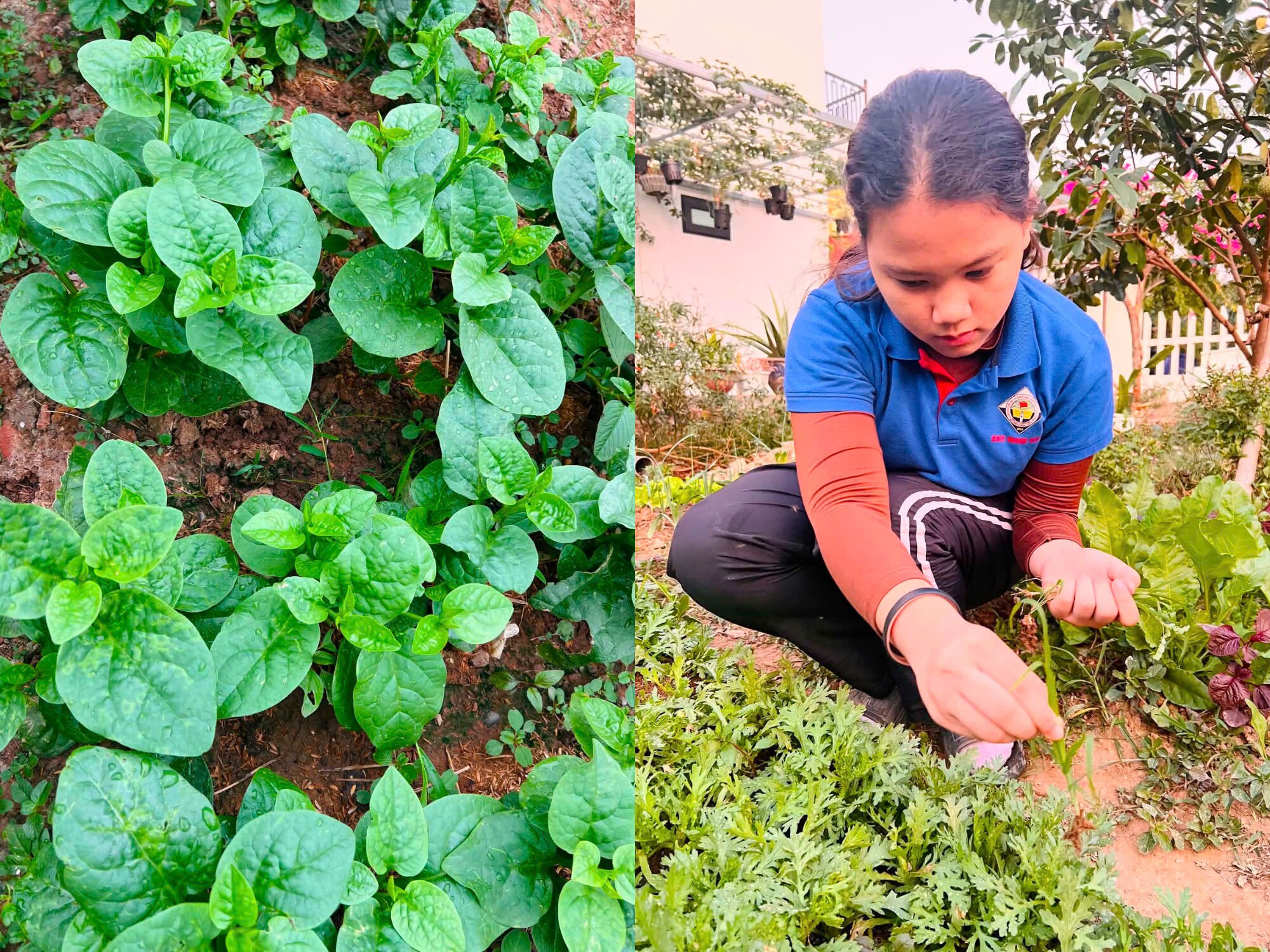 Organic vegetable garden