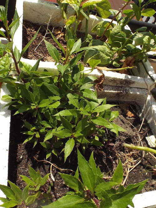 TP.HCM: Cá tung tăng, rau xanh mướt trên nóc nhà 20m2 - 12