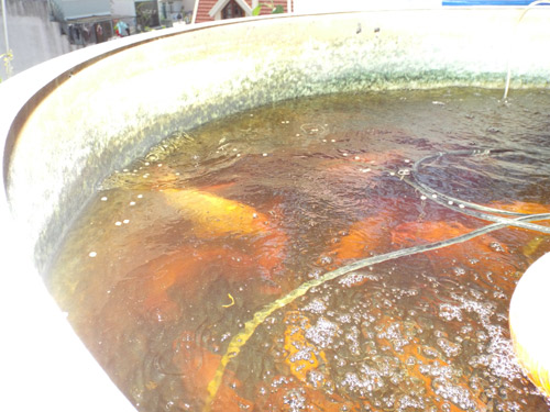 TP.HCM: Cá tung tăng, rau xanh mướt trên nóc nhà 20m2 - 10