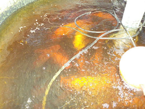 TP.HCM: Cá tung tăng, rau xanh mướt trên nóc nhà 20m2 - 11