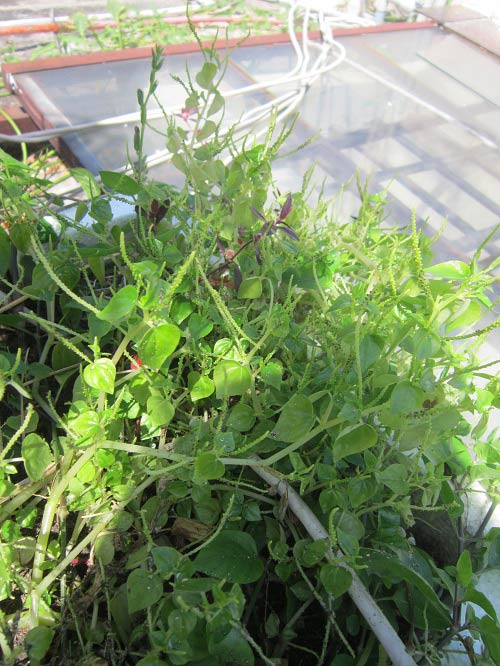 TP.HCM: Cá tung tăng, rau xanh mướt trên nóc nhà 20m2 - 7