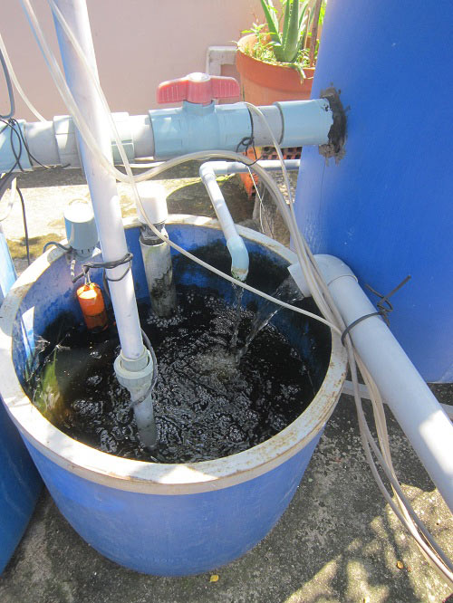 TP.HCM: Cá tung tăng, rau xanh mướt trên nóc nhà 20m2 - 8