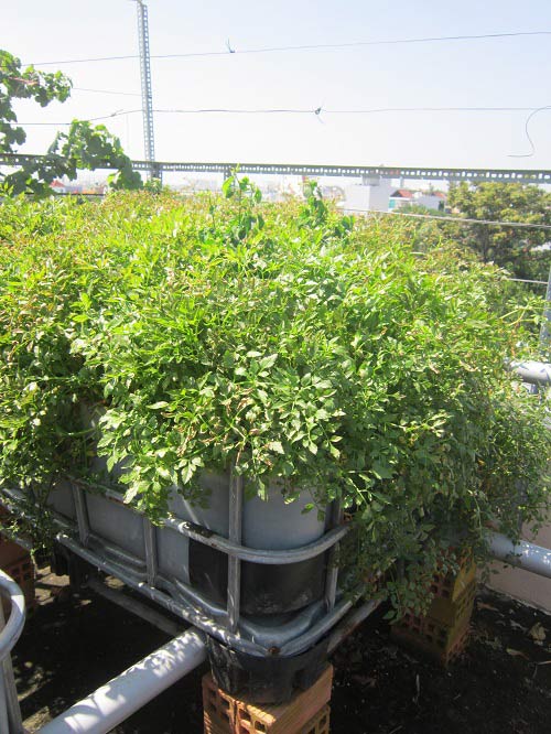 TP.HCM: Cá tung tăng, rau xanh mướt trên nóc nhà 20m2 - 9