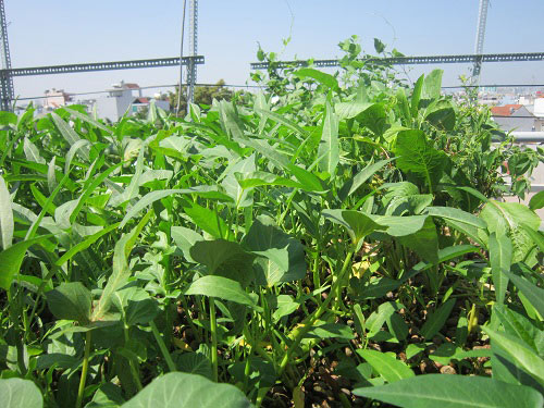 TP.HCM: Cá tung tăng, rau xanh mướt trên nóc nhà 20m2 - 2