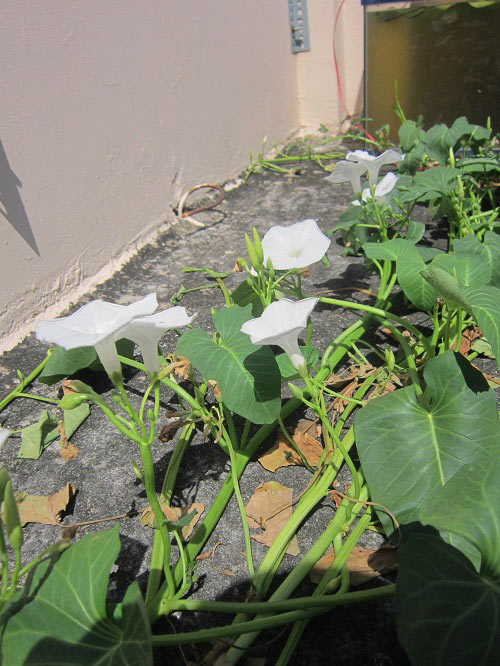 TP.HCM: Cá tung tăng, rau xanh mướt trên nóc nhà 20m2 - 1