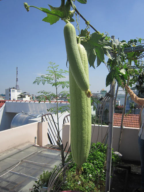 TP.HCM: Cá tung tăng, rau xanh mướt trên nóc nhà 20m2 - 3