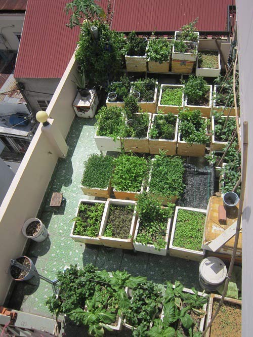 TP.HCM: Cá tung tăng, rau xanh mướt trên nóc nhà 20m2 - 4