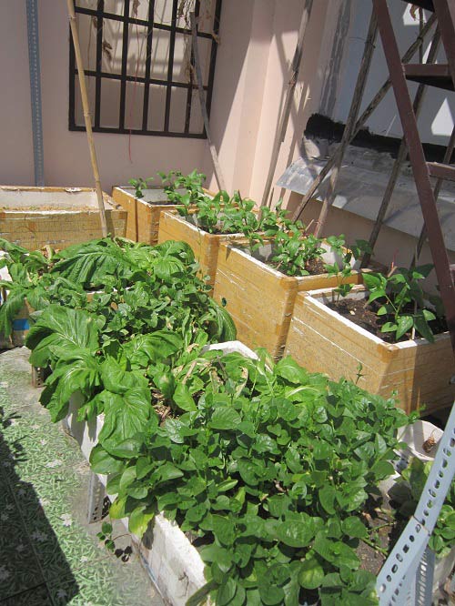 TP.HCM: Cá tung tăng, rau xanh mướt trên nóc nhà 20m2 - 5