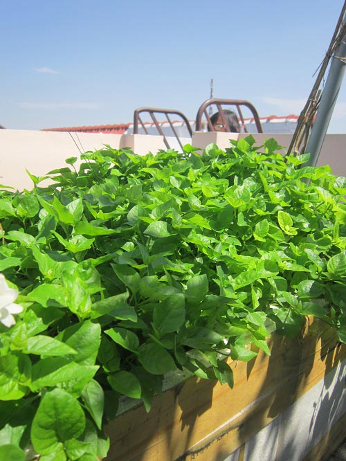 TP.HCM: Cá tung tăng, rau xanh mướt trên nóc nhà 20m2 - 6