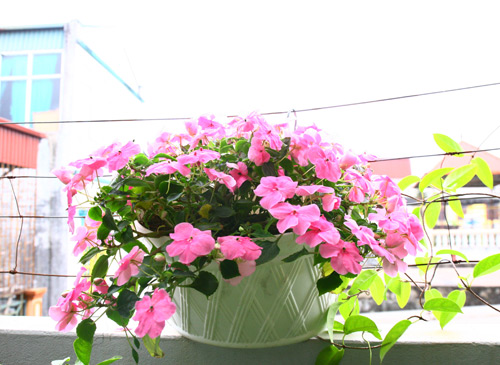 Cô giáo Tiếng Anh đam mê trồng hoa hồng rực rỡ - 3