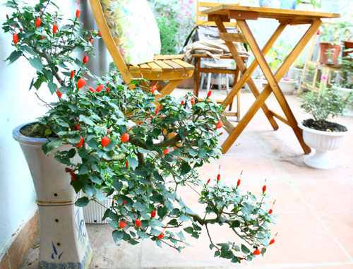 Cô giáo Tiếng Anh đam mê trồng hoa hồng rực rỡ - 2