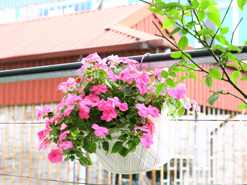 Cô giáo Tiếng Anh đam mê trồng hoa hồng rực rỡ - 4