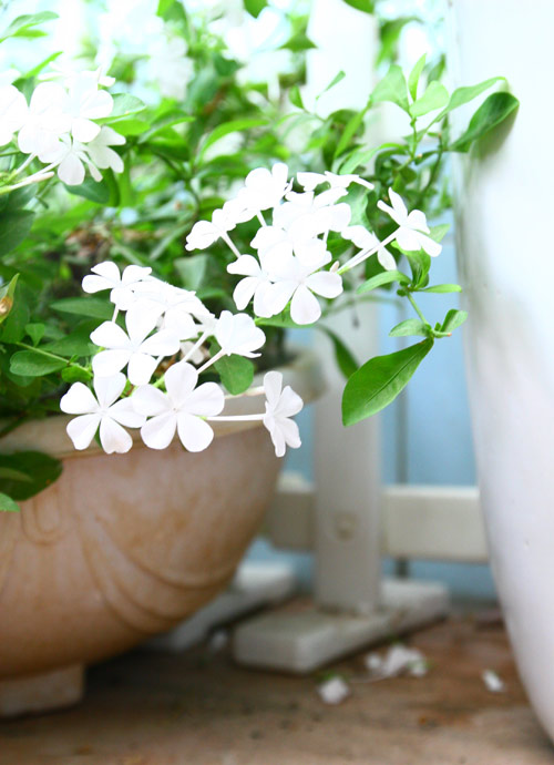 Cô giáo Tiếng Anh đam mê trồng hoa hồng rực rỡ - 14