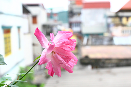 Cô giáo Tiếng Anh đam mê trồng hoa hồng rực rỡ - 9