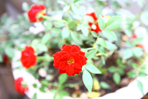 Cô giáo Tiếng Anh đam mê trồng hoa hồng rực rỡ - 10