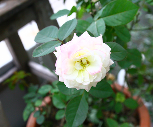 Cô giáo Tiếng Anh đam mê trồng hoa hồng rực rỡ - 7