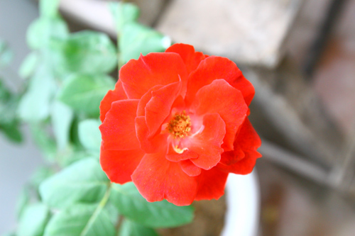 Cô giáo Tiếng Anh đam mê trồng hoa hồng rực rỡ - 11