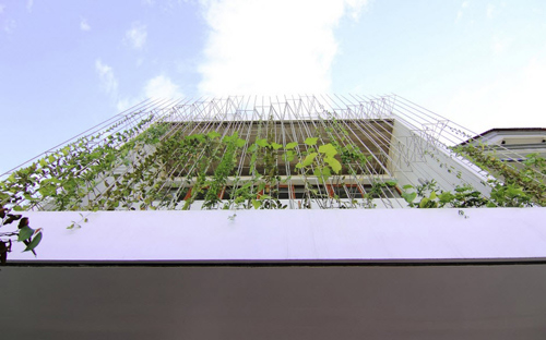 Nghệ An: Vợ chồng nghỉ hưu xây nhà xanh mướt mặt tiền rau - 4