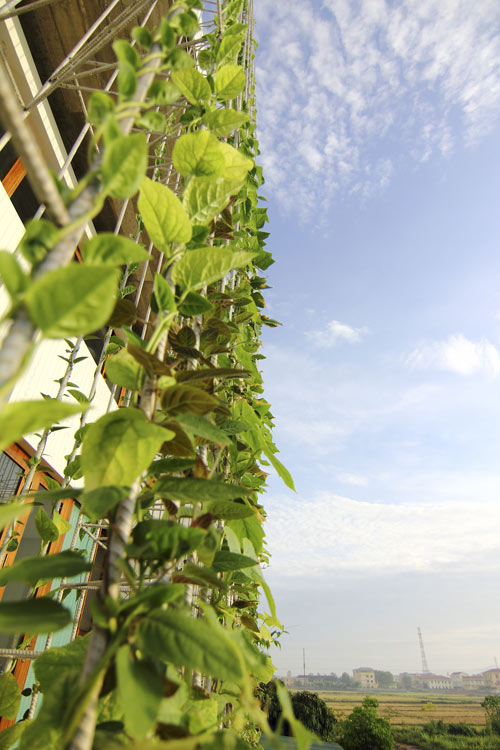 Nghệ An: Vợ chồng nghỉ hưu xây nhà xanh mướt mặt tiền rau - 6