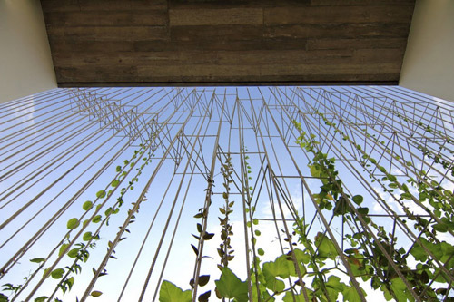 Nghệ An: Vợ chồng nghỉ hưu xây nhà xanh mướt mặt tiền rau - 19