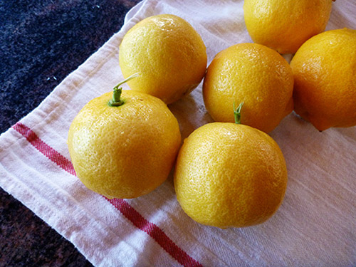 Cách ngâm chanh muối trị cảm lạnh cho mùa rét - 1