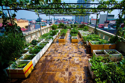 Những vườn rau phố chị em mê mẩn nhất 2014 - 14