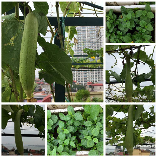 Những vườn rau phố chị em mê mẩn nhất 2014 - 17