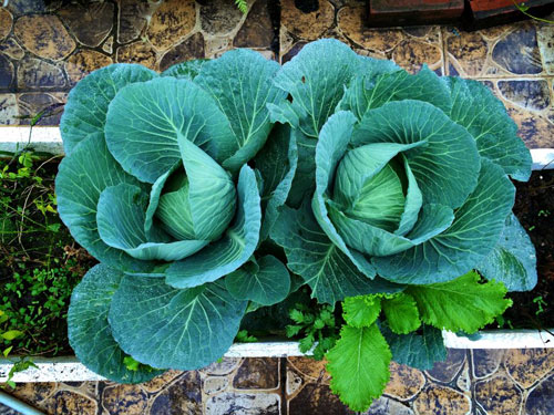 Những vườn rau phố chị em mê mẩn nhất 2014 - 16