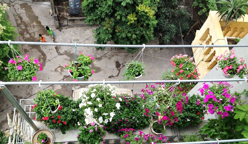 Những vườn rau phố chị em mê mẩn nhất 2014 - 9