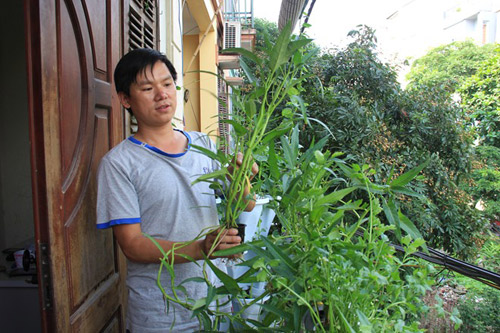 Những vườn rau phố chị em mê mẩn nhất 2014 - 1