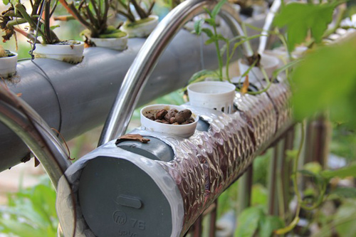 Những vườn rau phố chị em mê mẩn nhất 2014 - 3