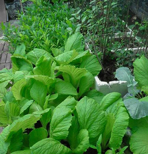 Những vườn rau phố chị em mê mẩn nhất 2014 - 4