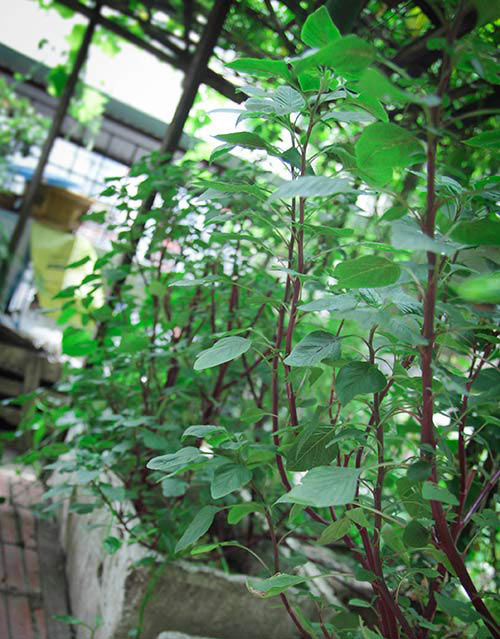 Những vườn rau phố chị em mê mẩn nhất 2014 - 5