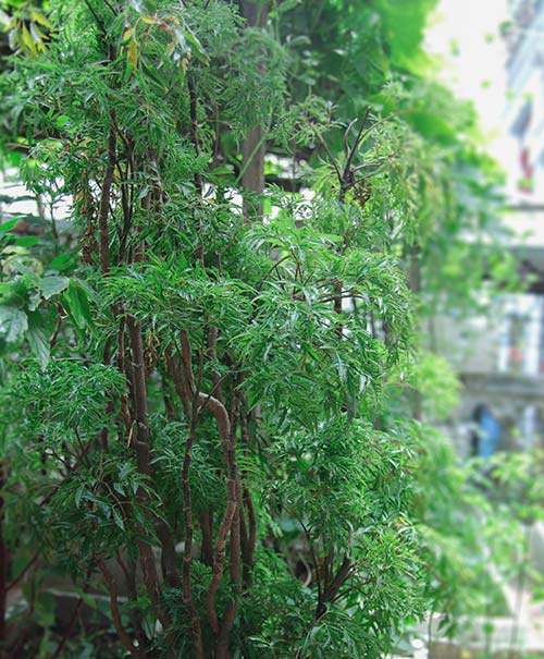 Những vườn rau phố chị em mê mẩn nhất 2014 - 6