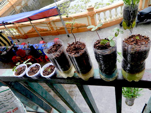 Chàng họa sĩ Hà thành mày mò trồng cây từ phế thải - 5