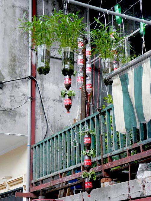 Chàng họa sĩ Hà thành mày mò trồng cây từ phế thải - 2