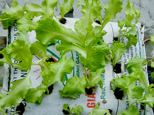 Chàng họa sĩ Hà thành mày mò trồng cây từ phế thải - 7